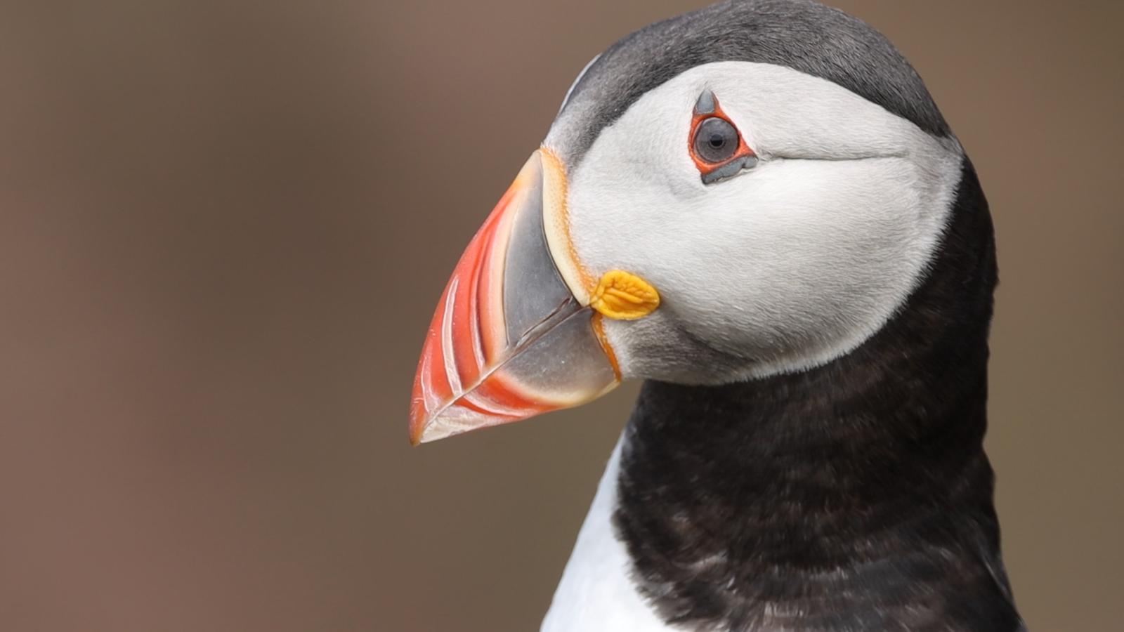 Puffin Island