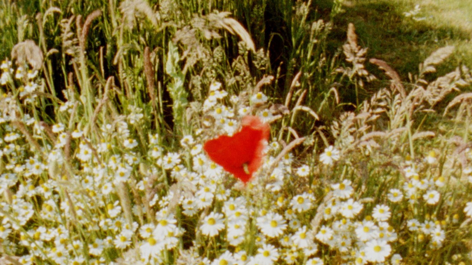 Annabel Moodie