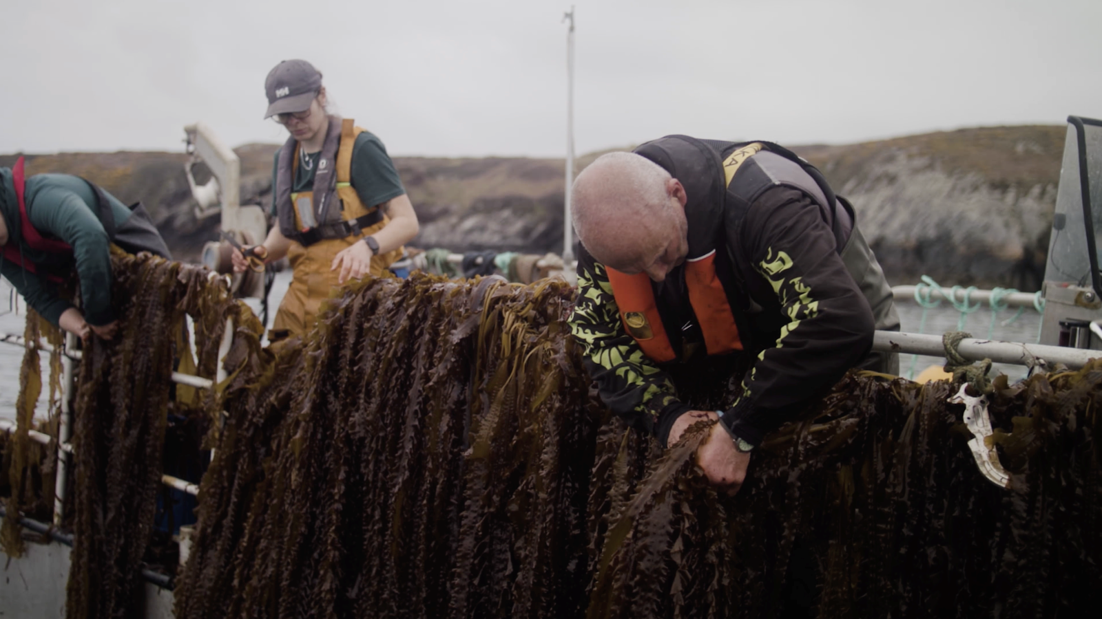 Harvesting Kelp