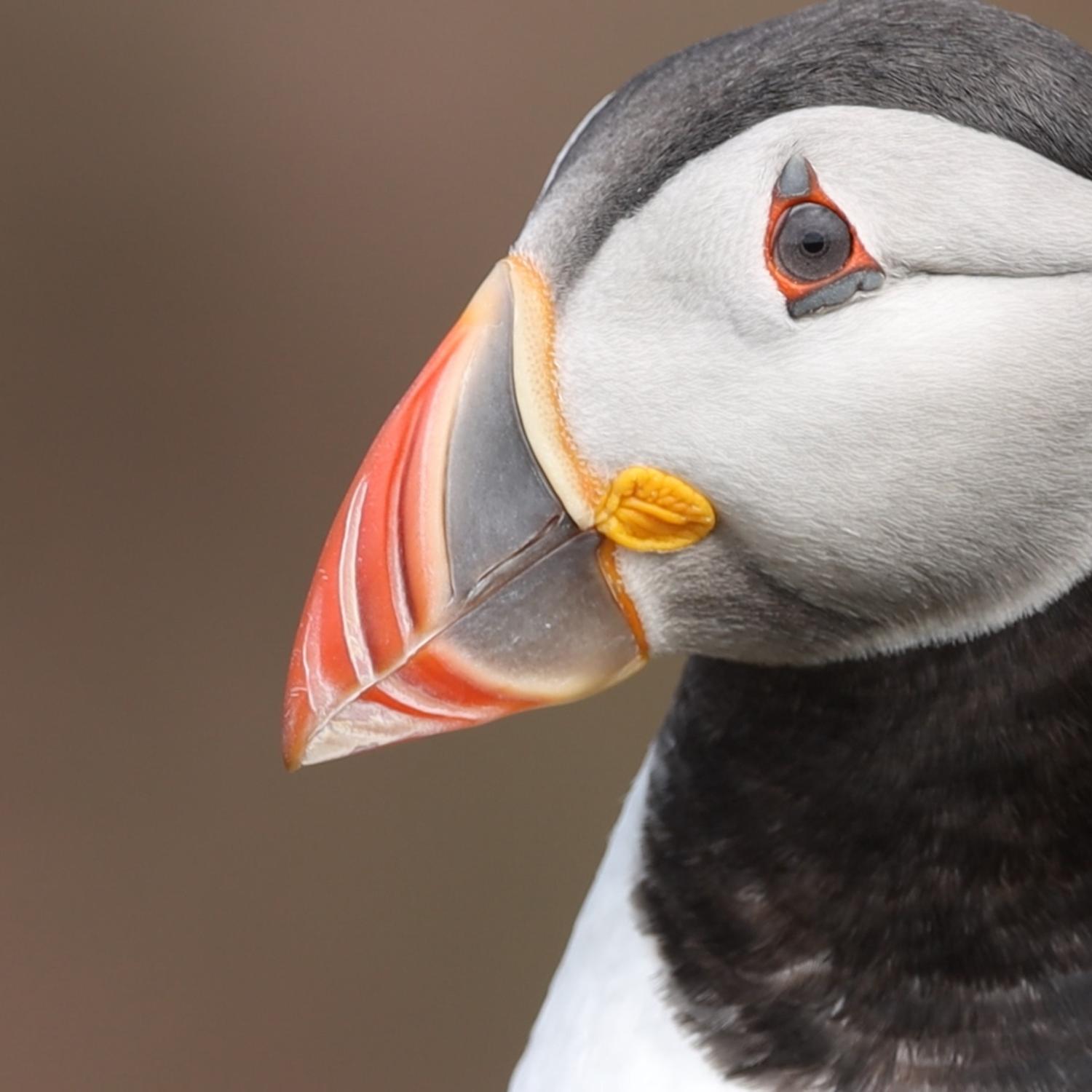 Puffin Island