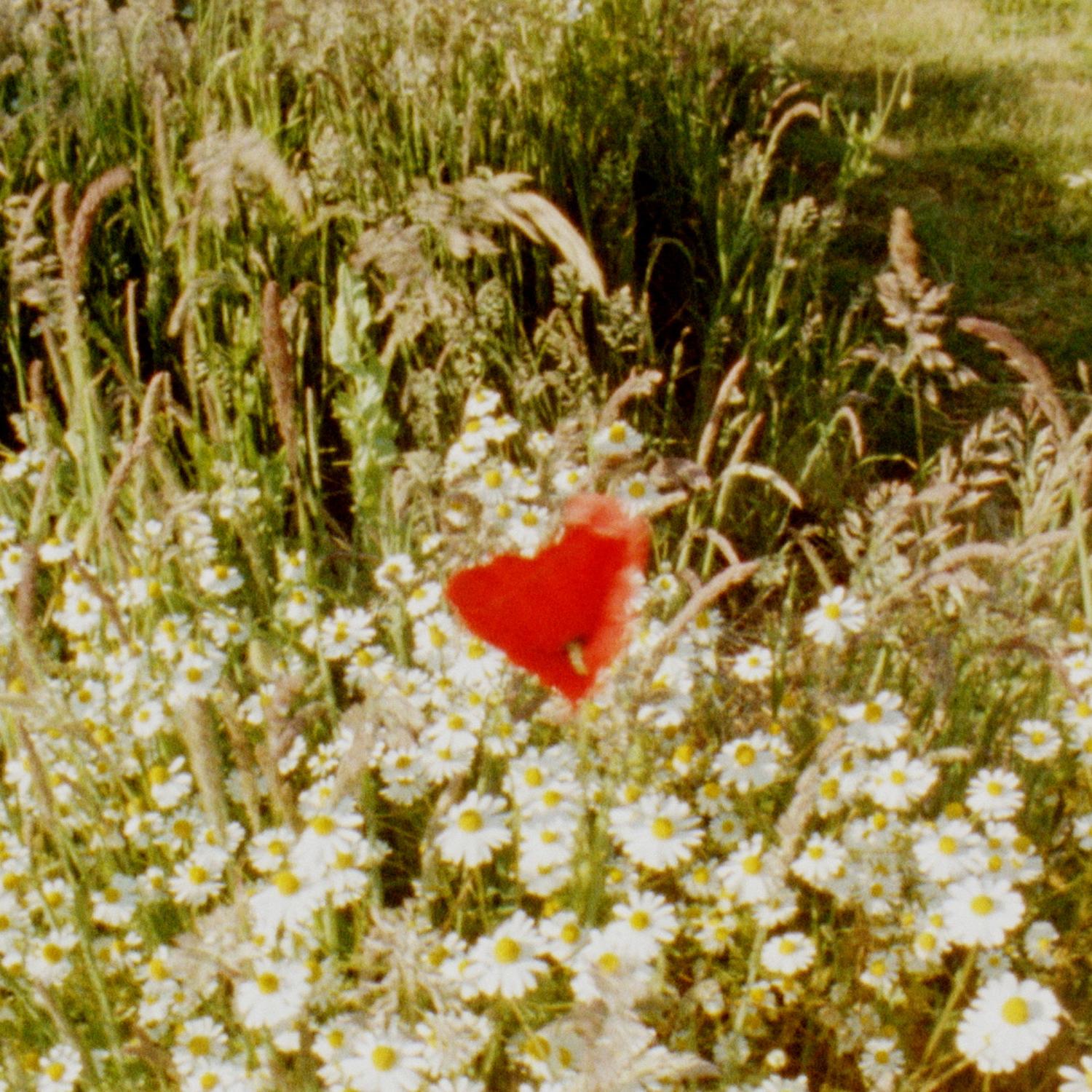 Annabel Moodie