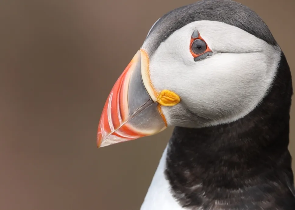 Puffin Island