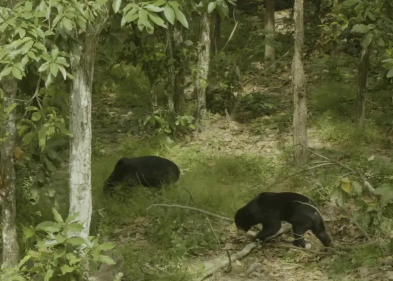 Bear Guardians